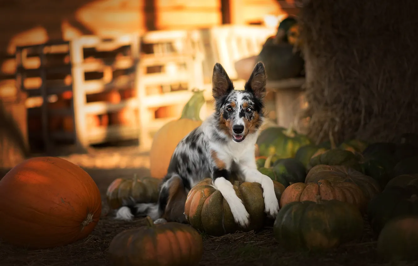 Photo wallpaper autumn, look, light, dog, harvest, hay, lies, pumpkin