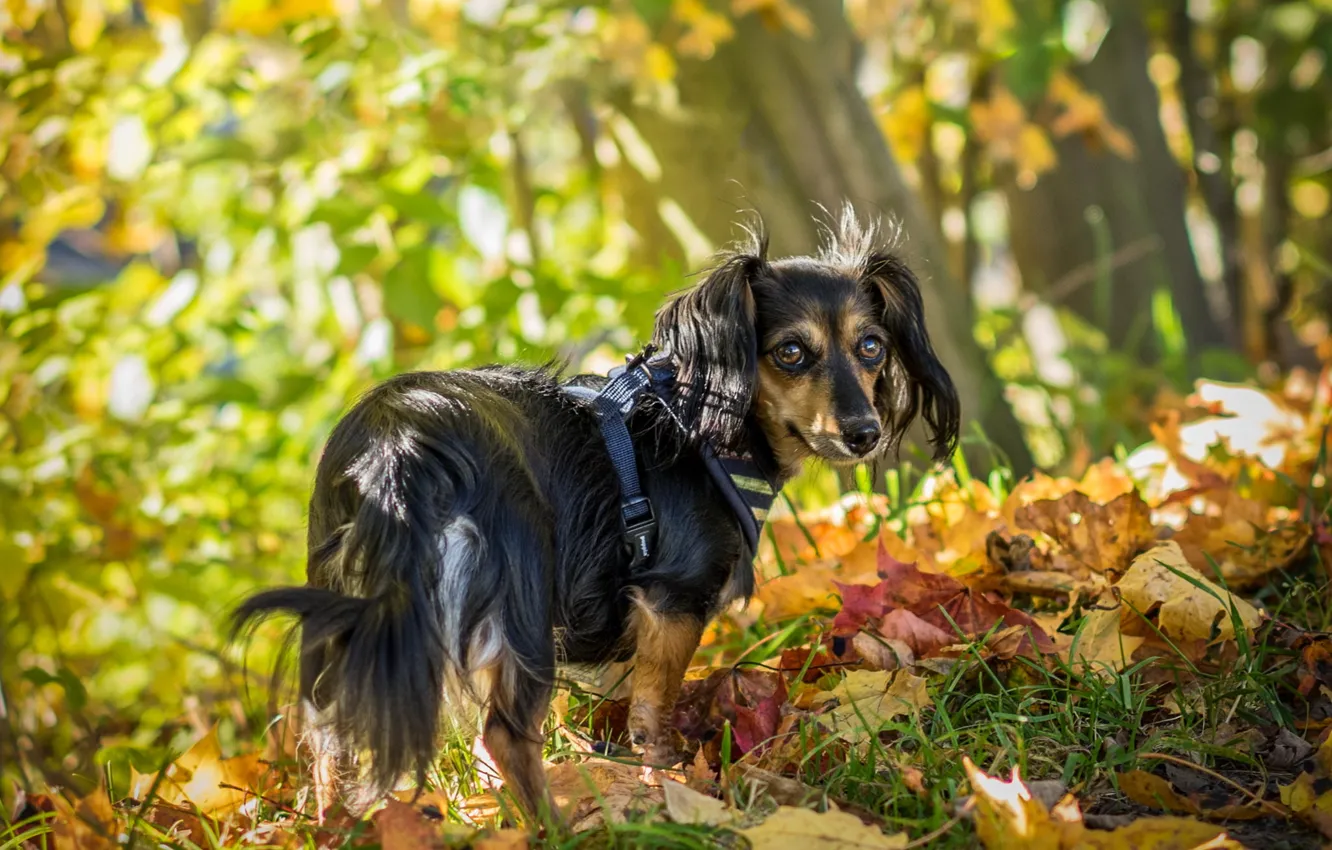 Photo wallpaper autumn, look, each, dog