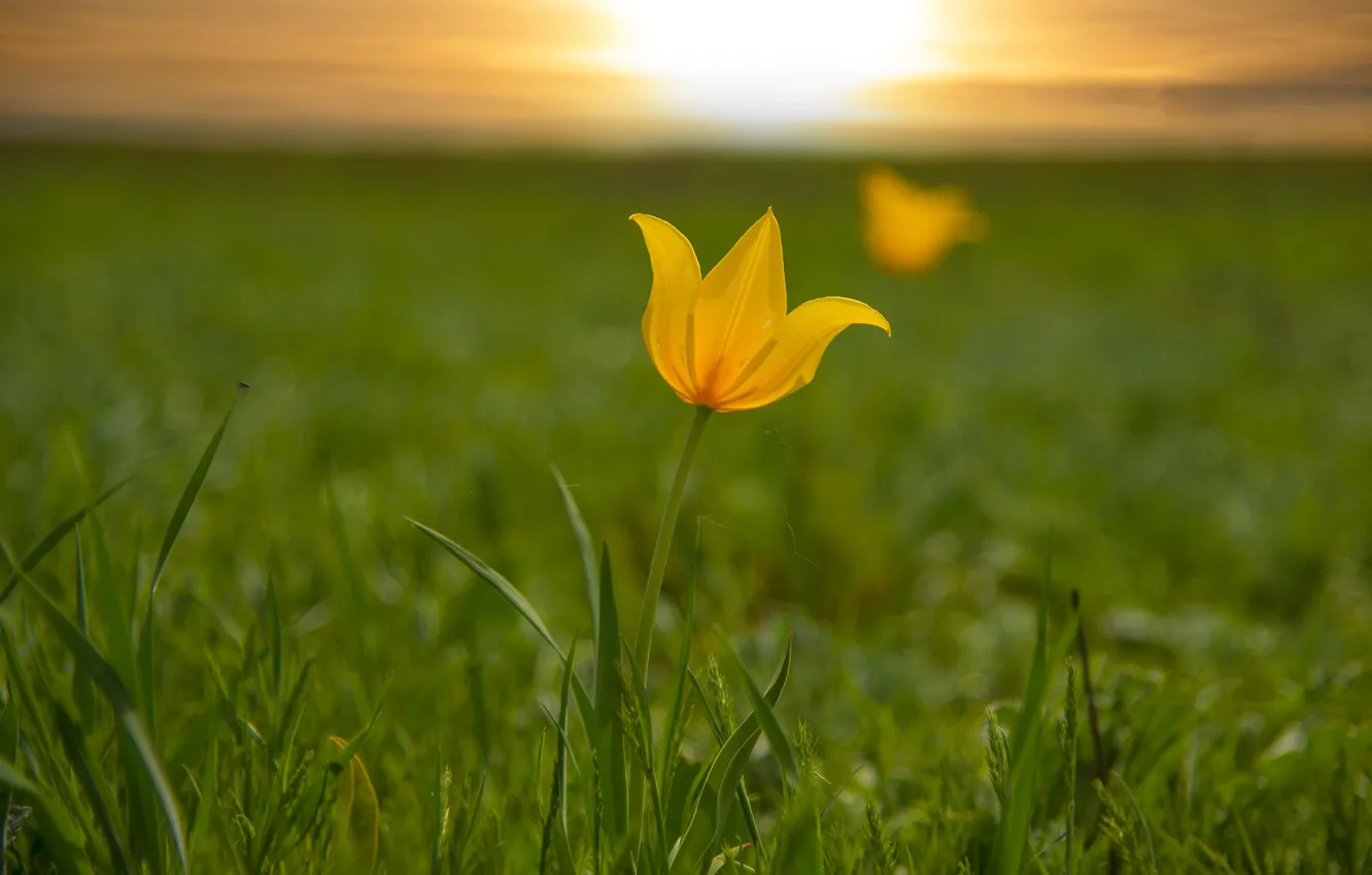Photo wallpaper grass, Tulip, blur, meadow, yellow Tulip