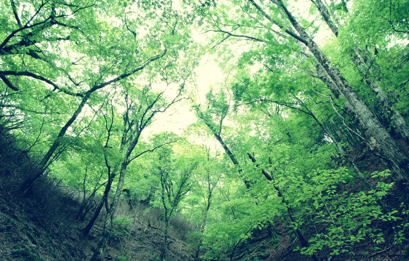 Photo wallpaper leaves, trees, green, gorge