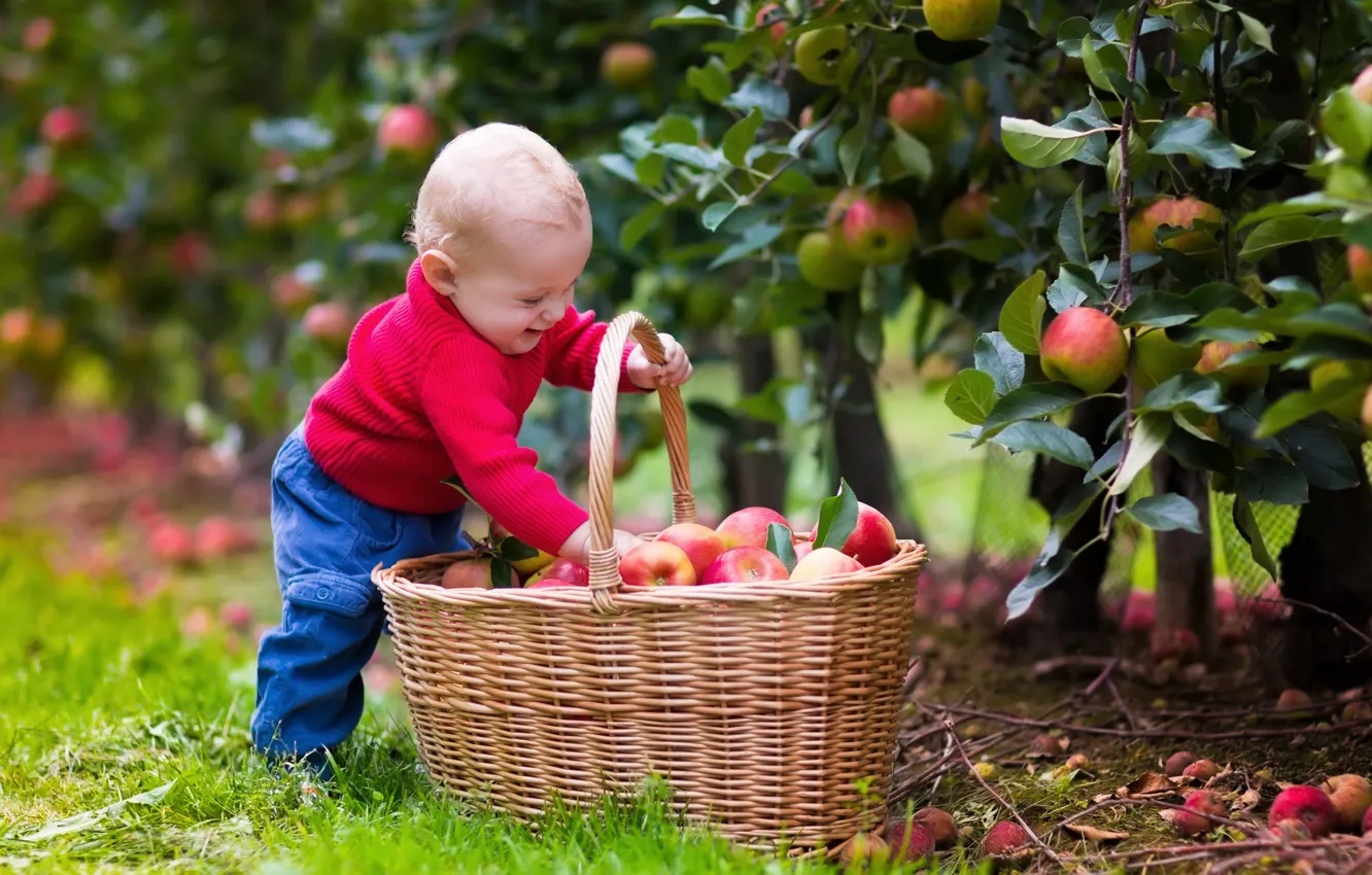 Photo wallpaper joy, basket, apples, child, boys, child, apples, basket