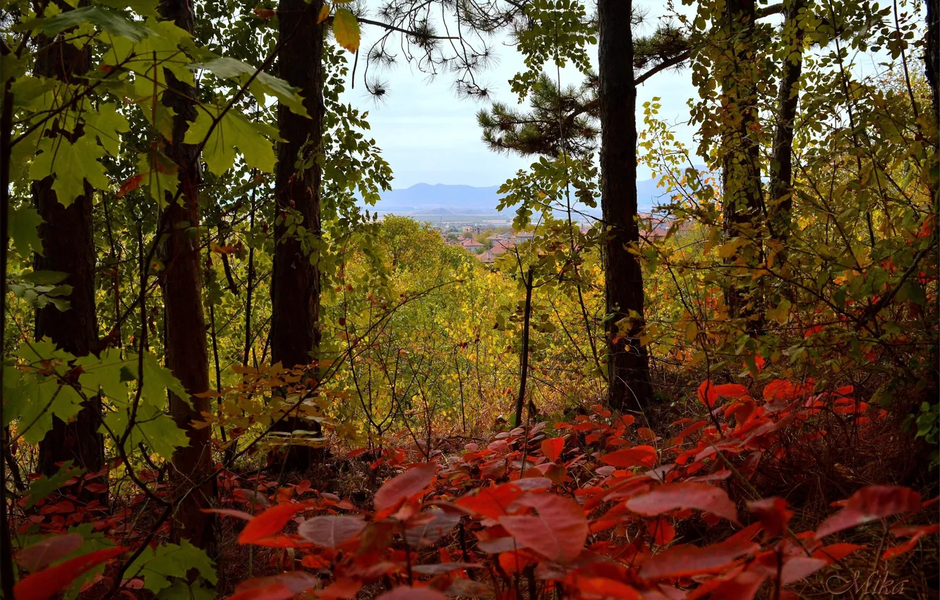 Photo wallpaper autumn, foliage, autumn, leaves, fall