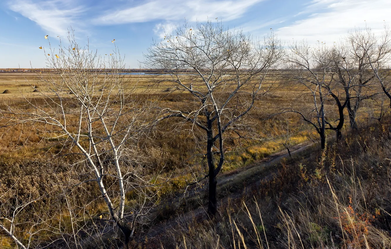 Photo wallpaper road, autumn, trees, nature