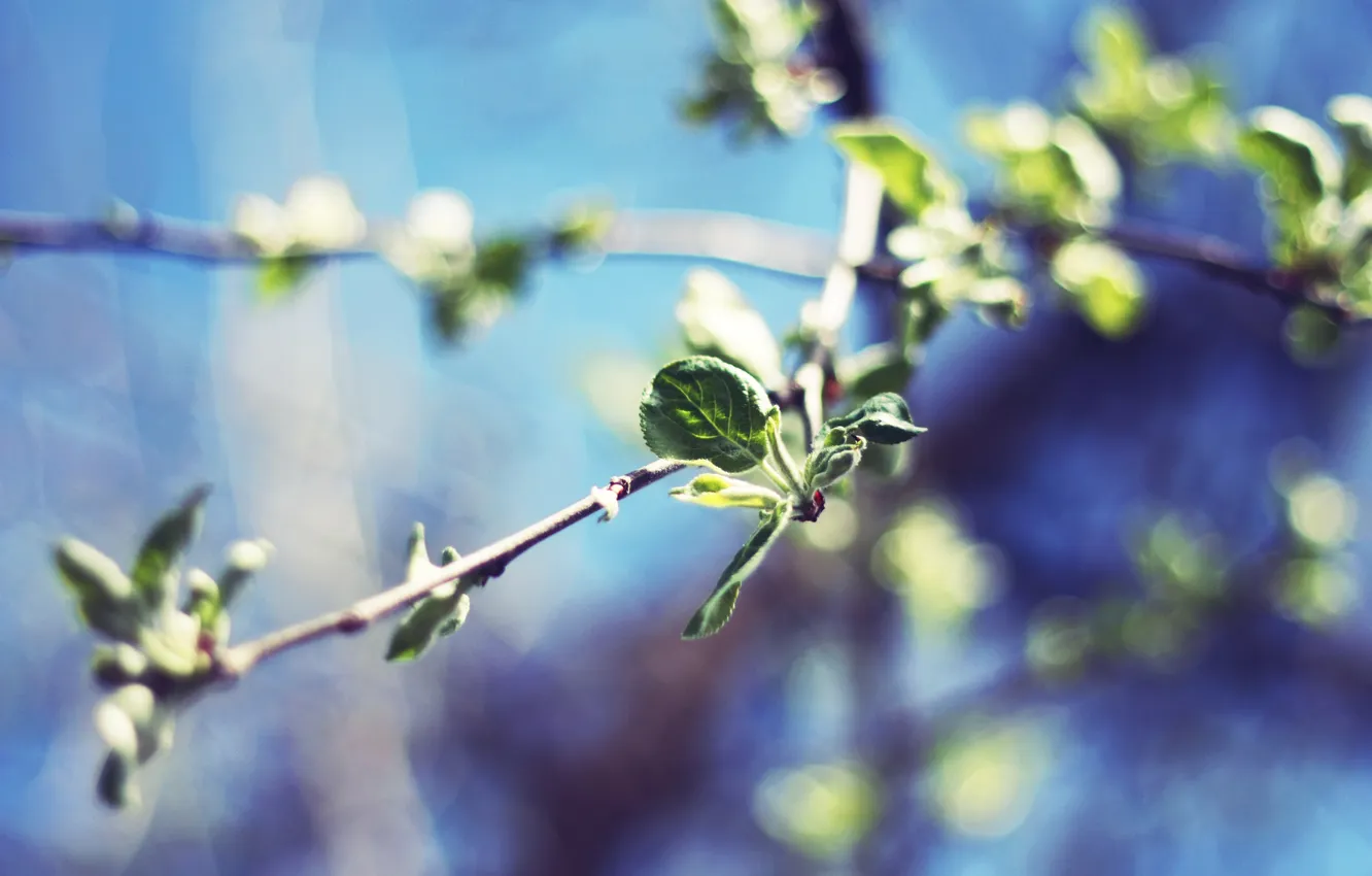 Photo wallpaper the sky, leaves, trees, branches