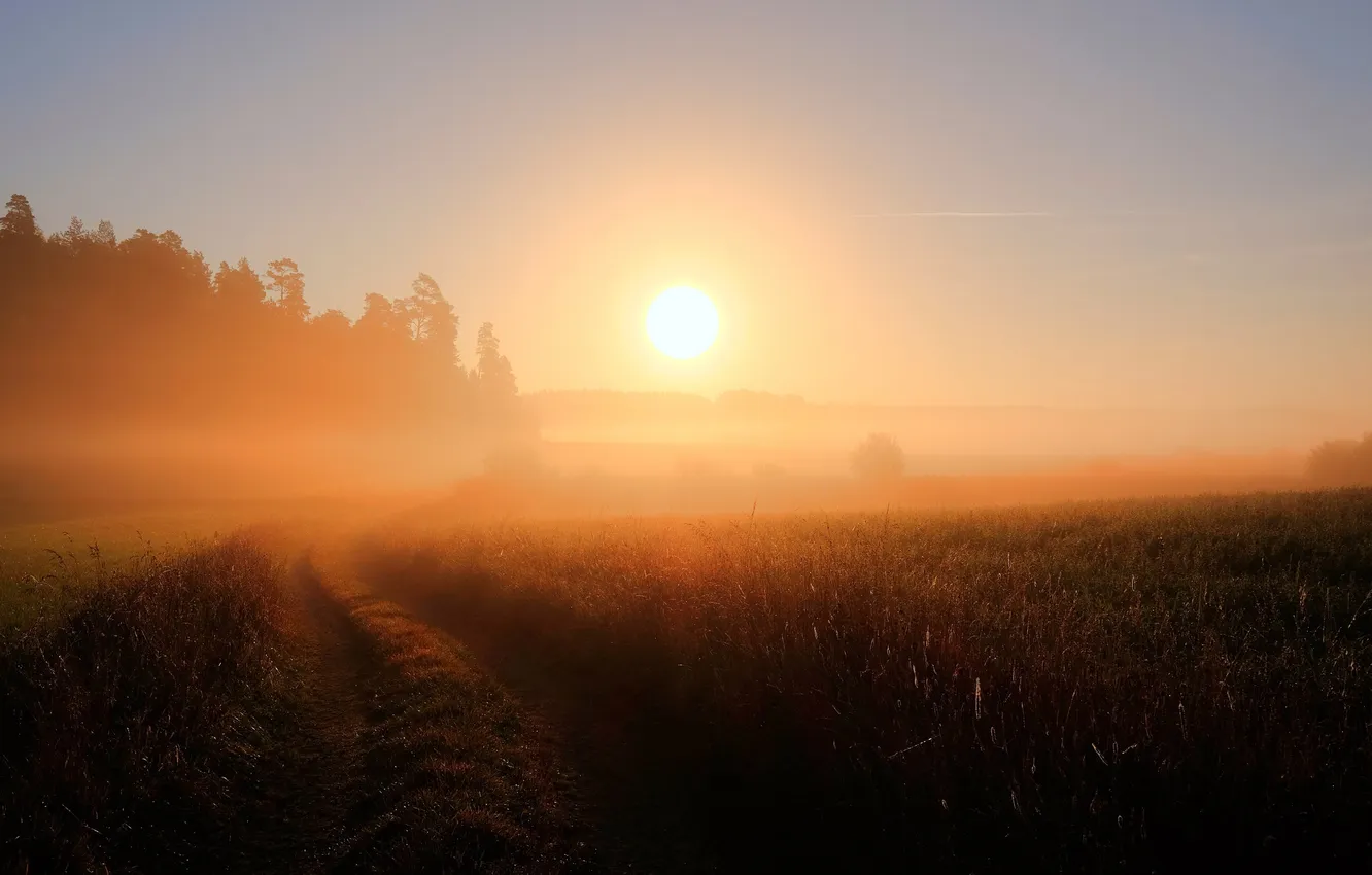 Photo wallpaper road, field, fog, morning