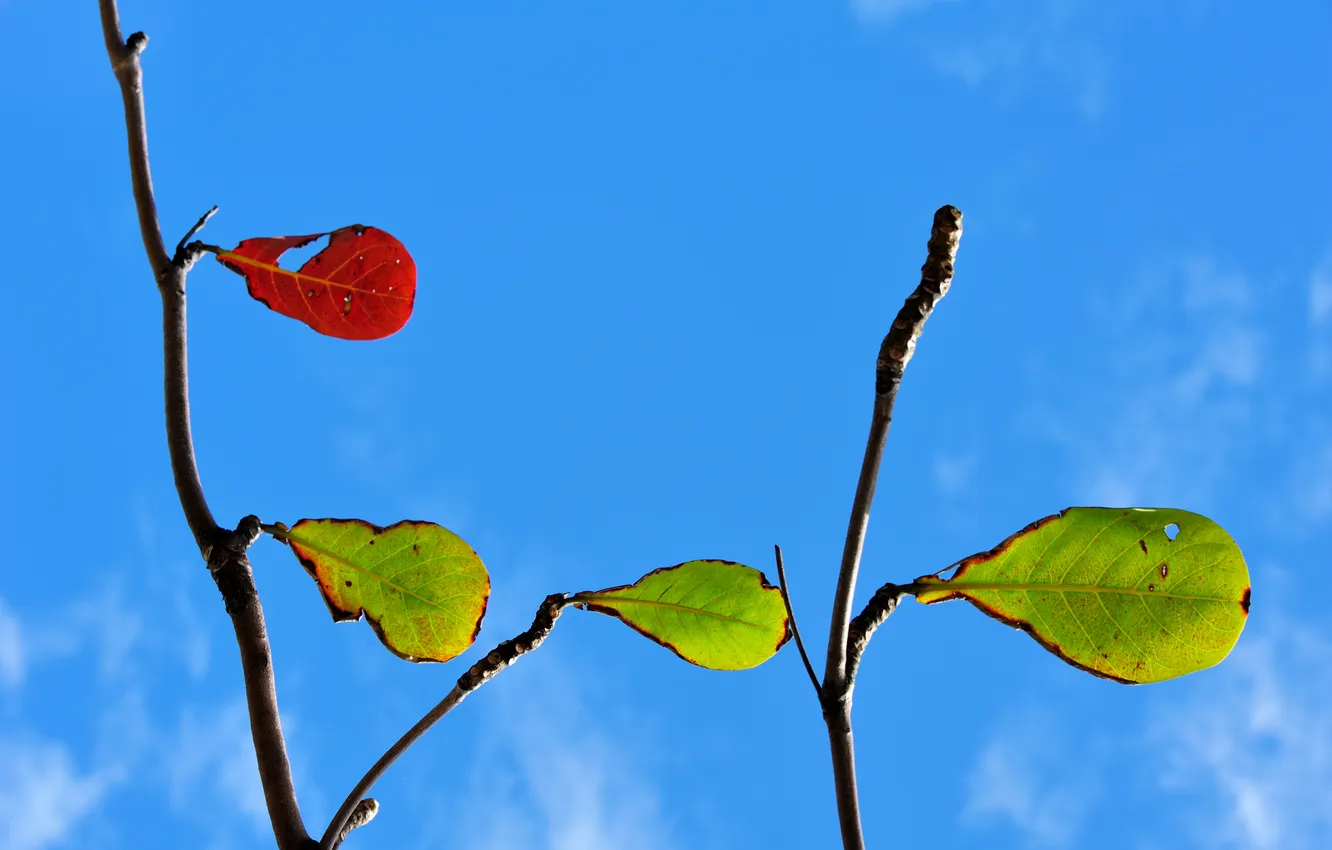 Photo wallpaper autumn, the sky, leaves, branches, nature, color