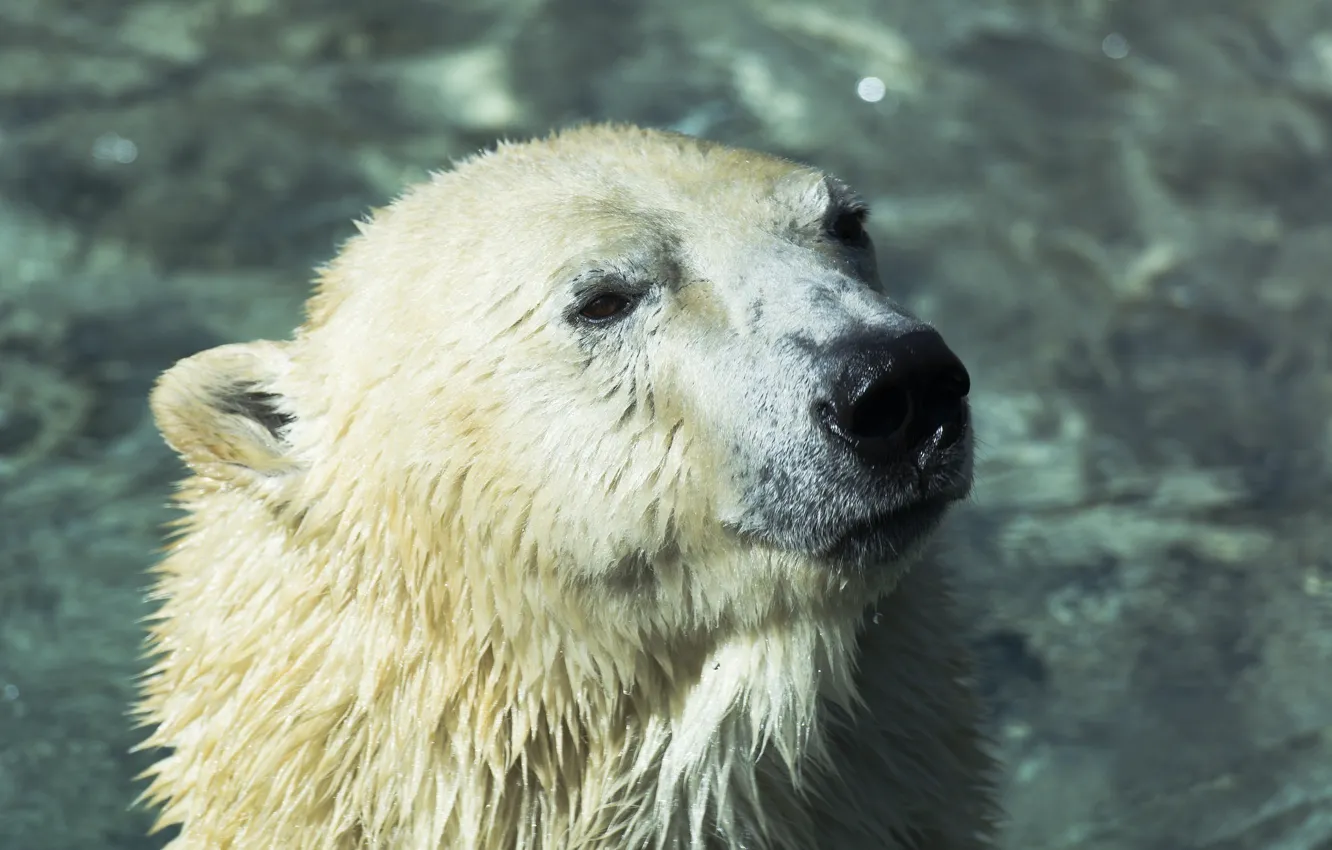 Photo wallpaper face, predator, bathing, polar bear