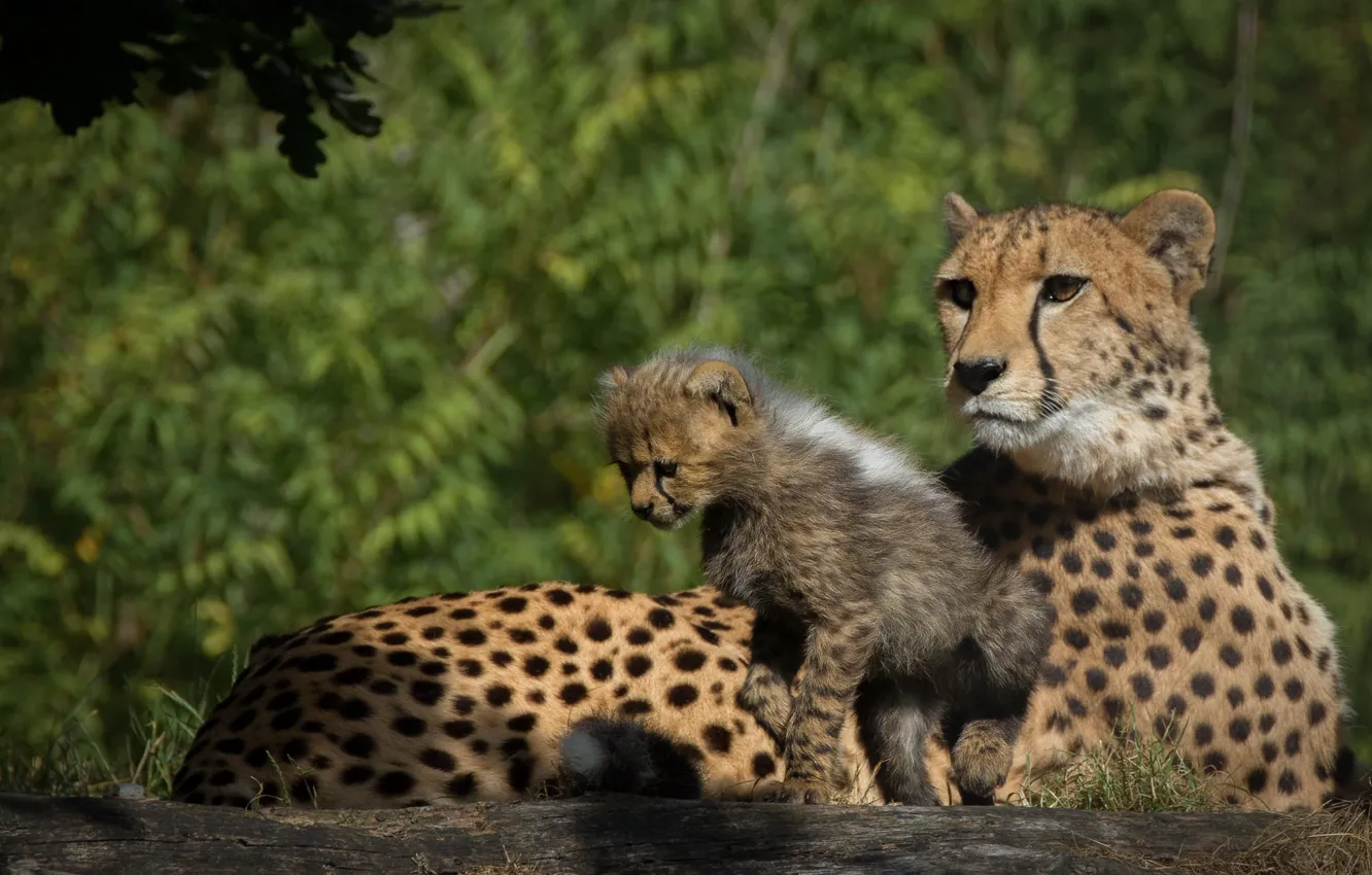 Photo wallpaper nature, stay, baby, pair, cub, mom, two, cheetahs