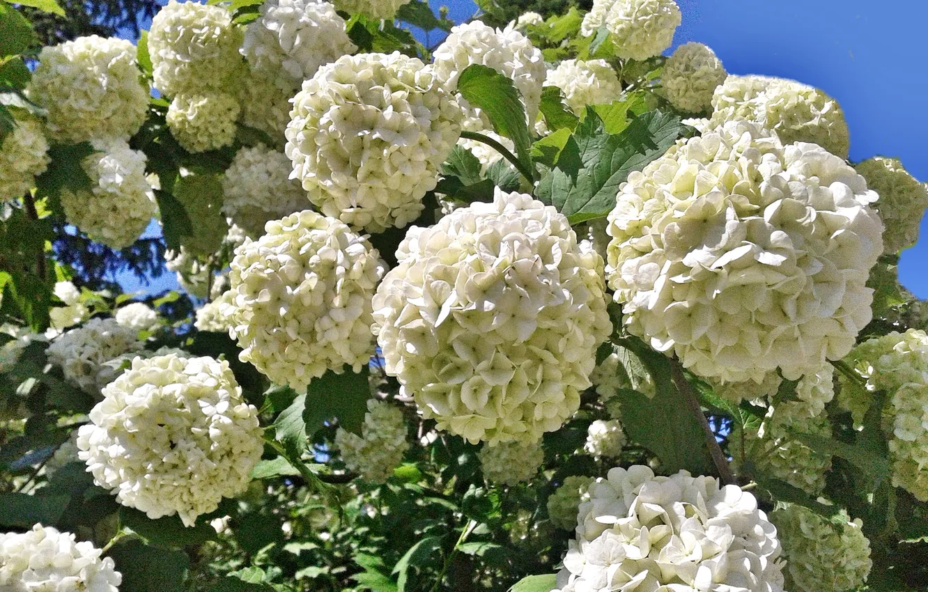 Photo wallpaper plant, Large - leaved hydrangea, Summer 2025