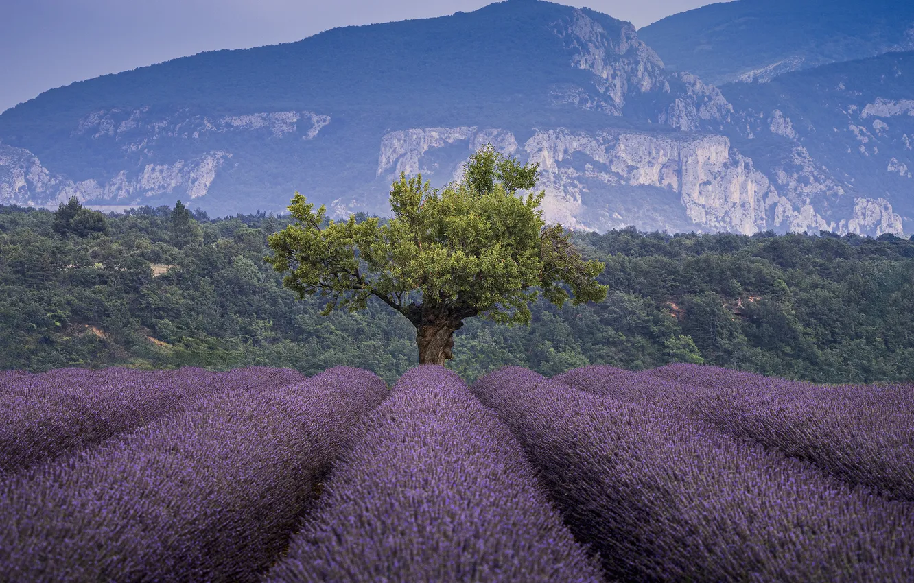 Photo wallpaper forest, trees, flowers, mountains, rocks, haze, lavender, lavender field