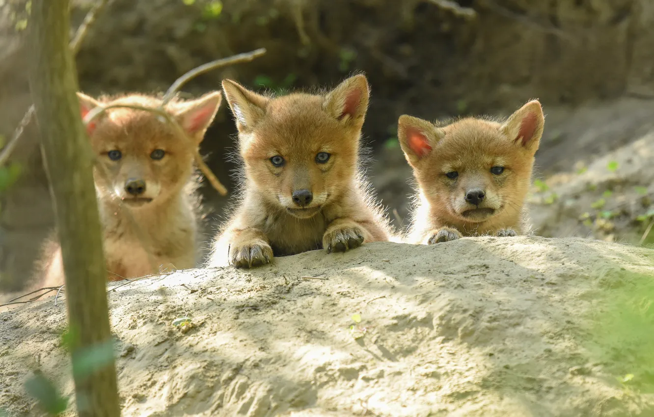 Photo wallpaper puppies, trio, cubs, Trinity, the coyotes, meadow wolf, bullies