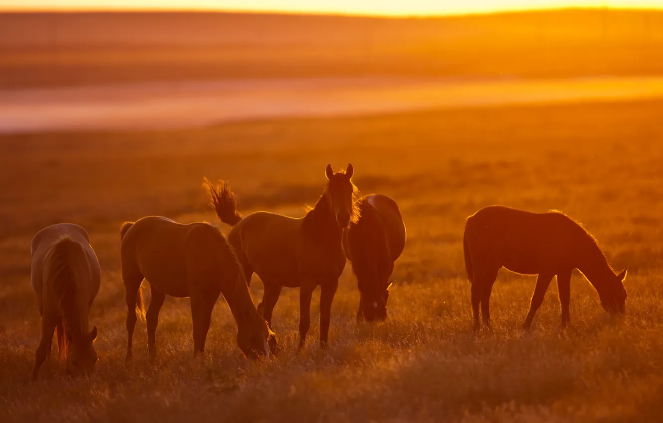 Photo wallpaper sunset, nature, horses