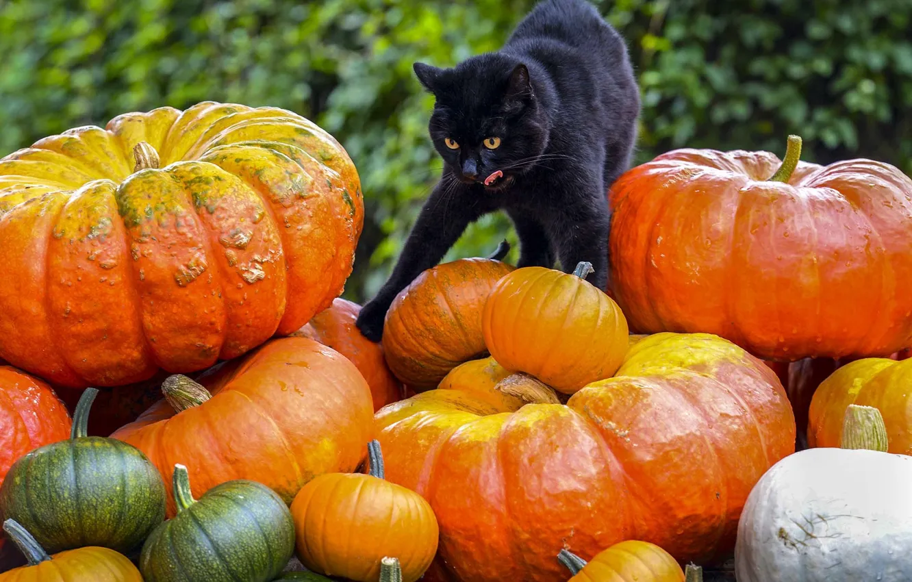 Photo wallpaper cat, black, pumpkin, cat