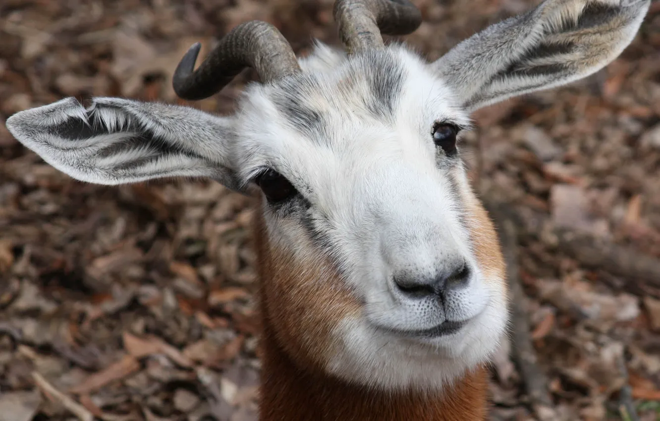 Photo wallpaper look, face, portrait, goat