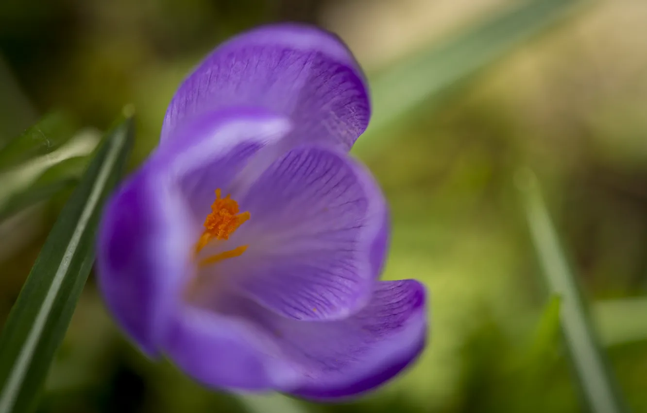 Photo wallpaper flower, purple, grass, macro, spring, flowering, Krokus