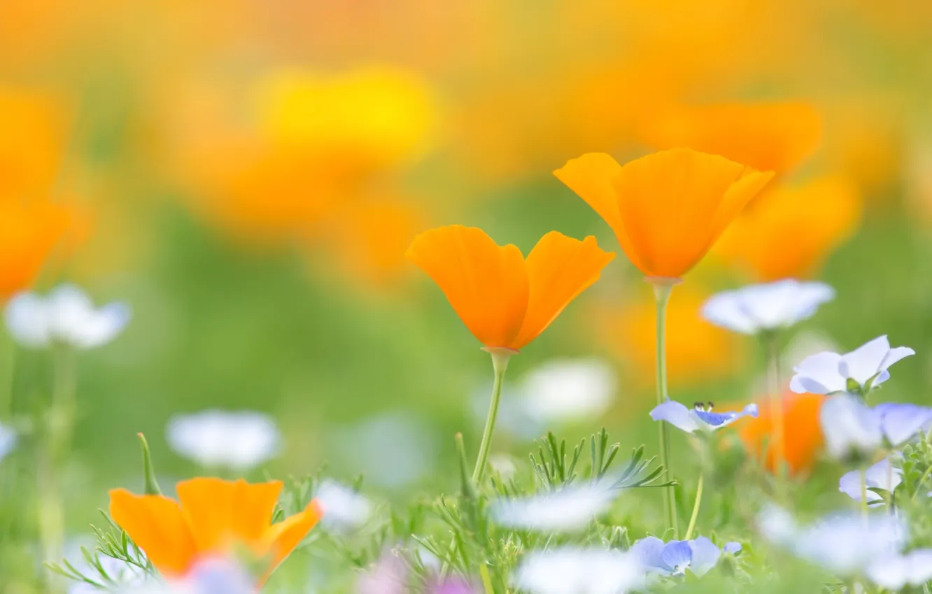 Photo wallpaper meadow, Escholzia, California poppy