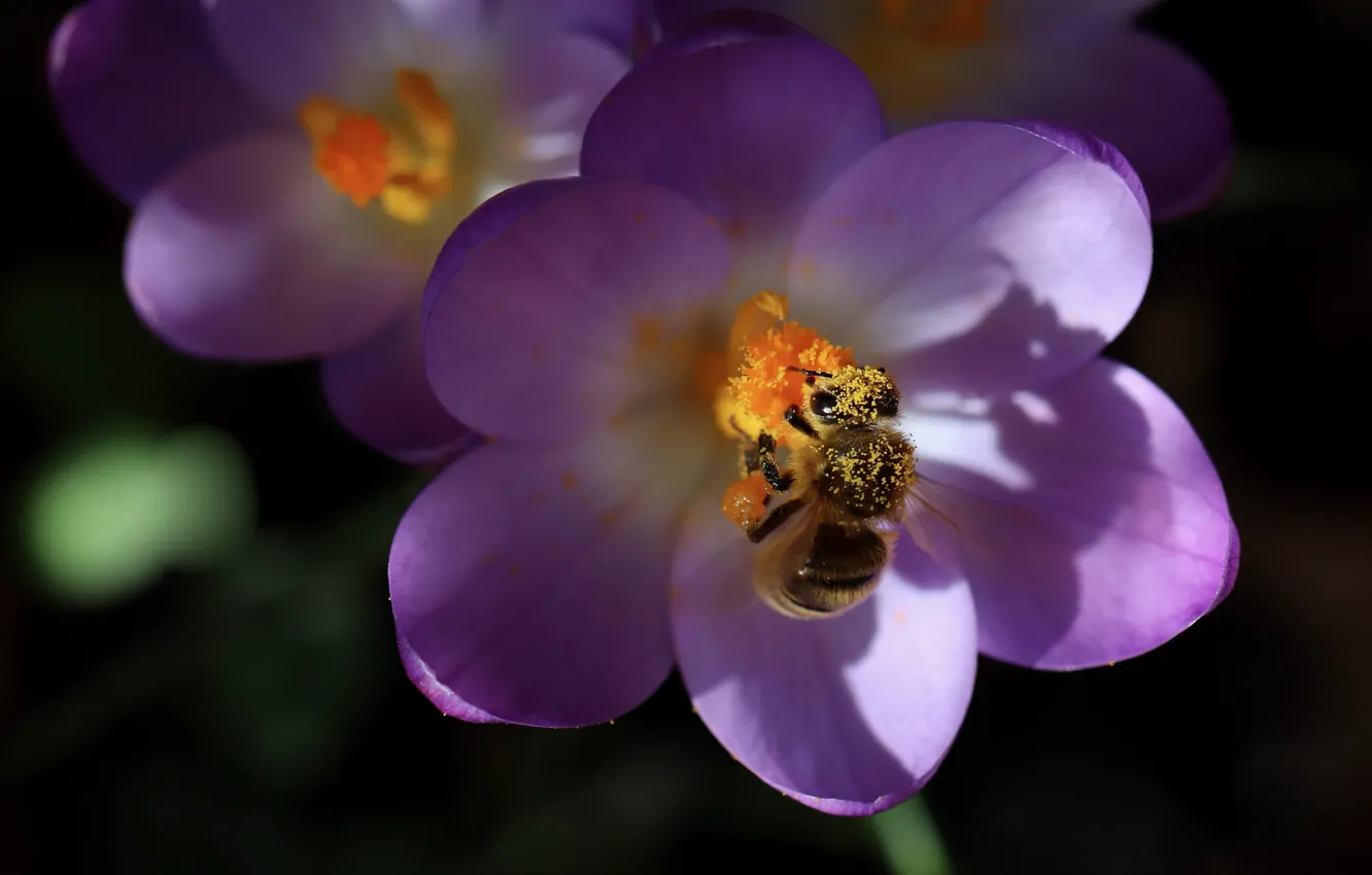 Photo wallpaper macro, light, flowers, the dark background, bee, pollen, spring, petals
