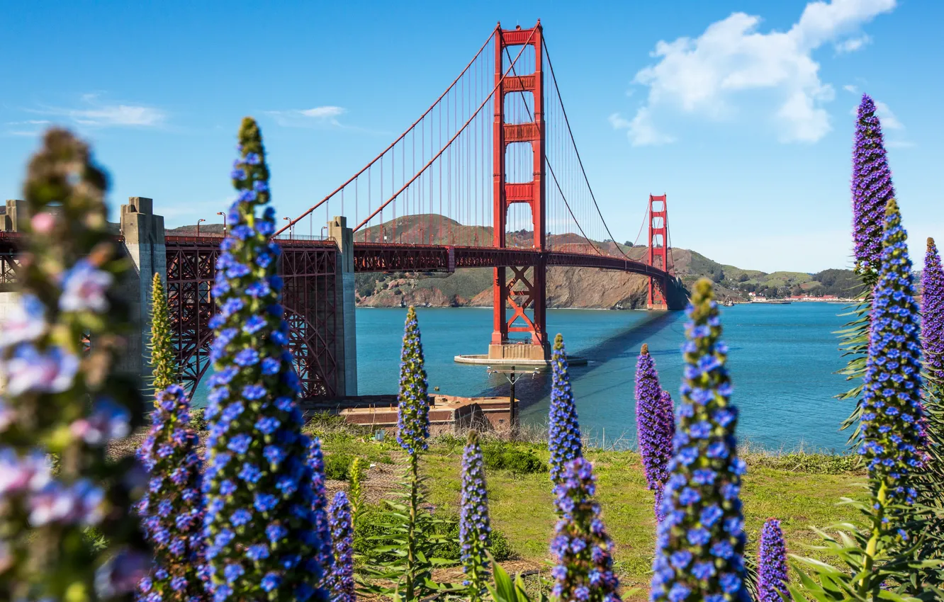 Photo wallpaper the sky, flowers, Bay, San Francisco, USA, the Golden Gate bridge