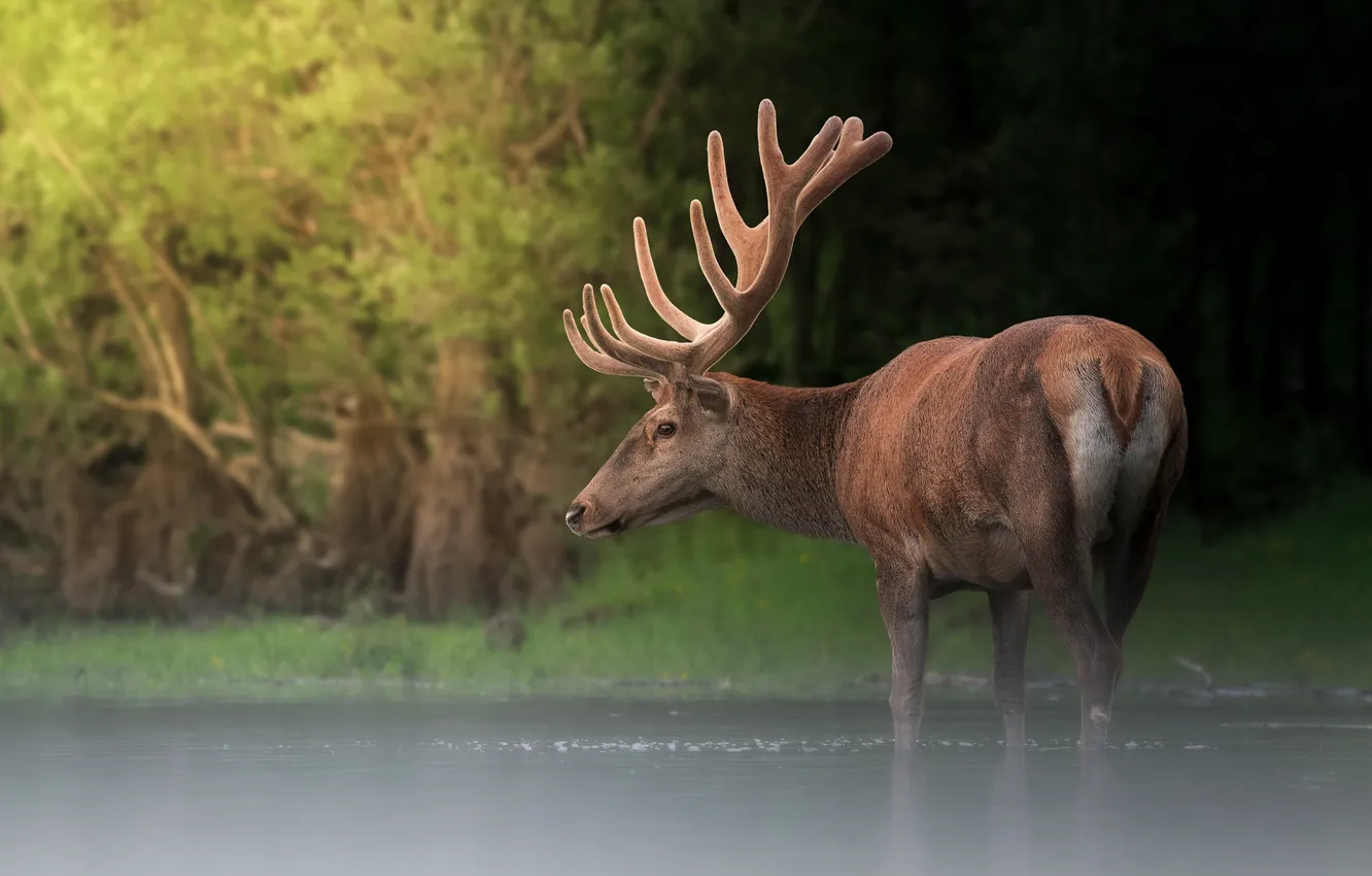 Photo wallpaper forest, water, pose, shore, deer, bathing, pond