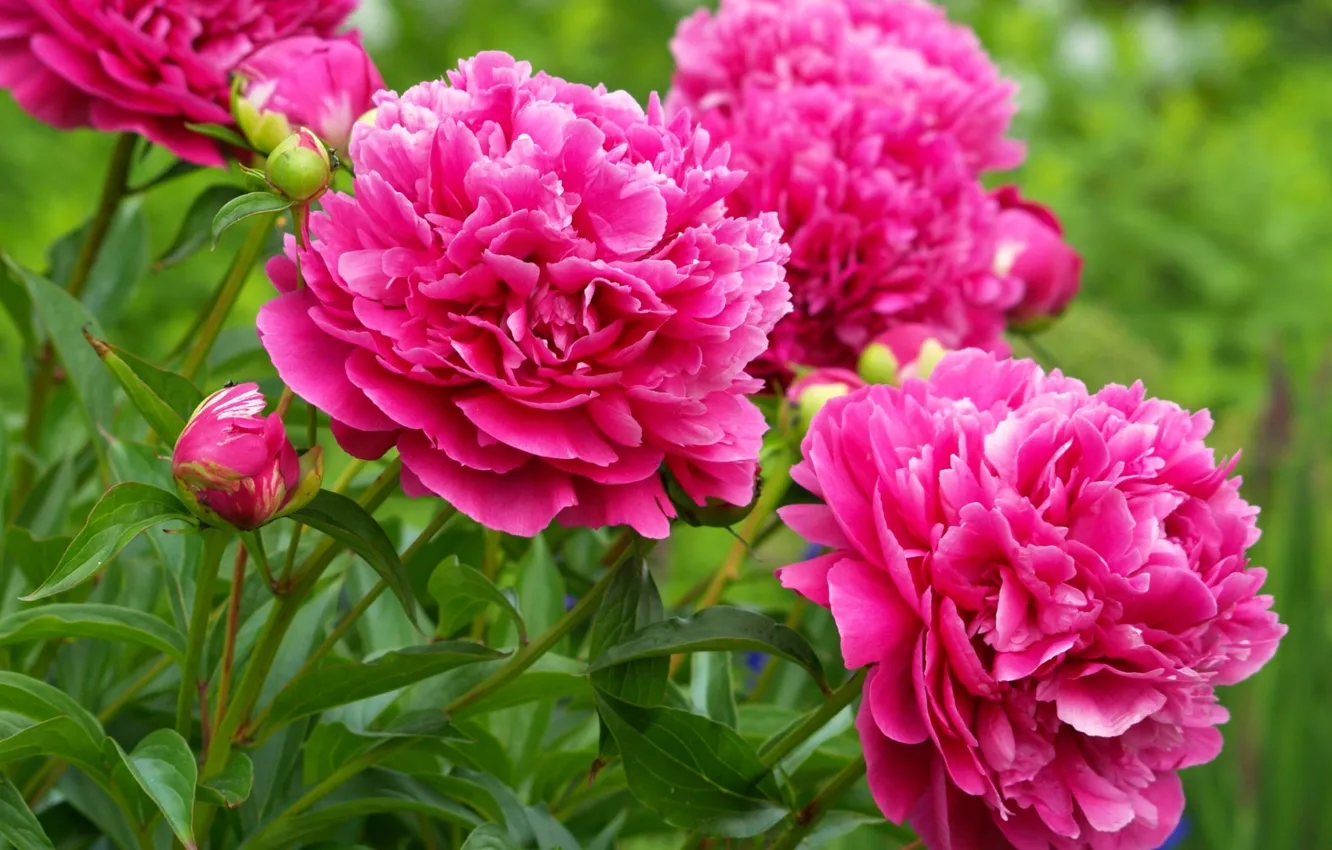 Photo wallpaper petals, buds, the bushes, peonies