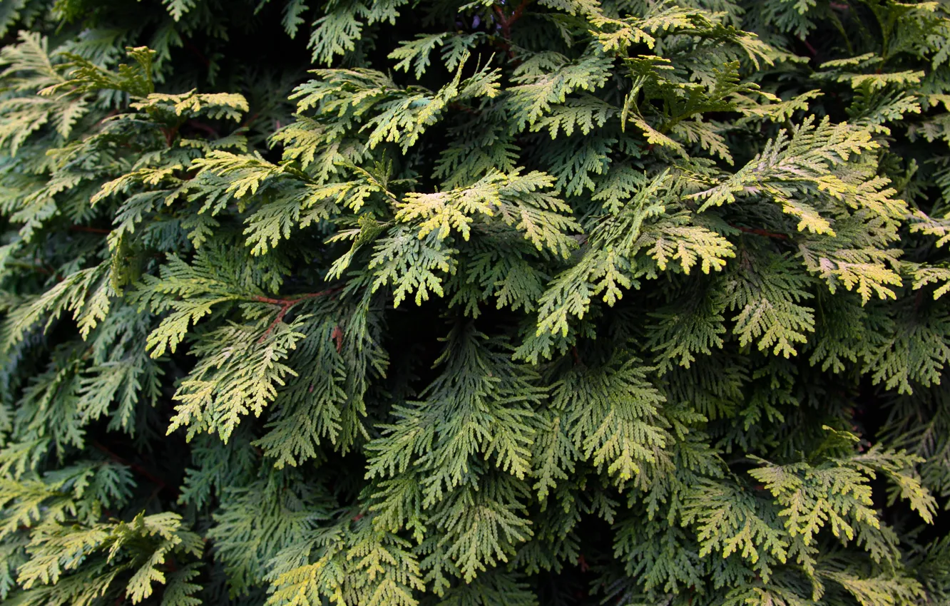 Photo wallpaper green, leaves, tree, plant, pine