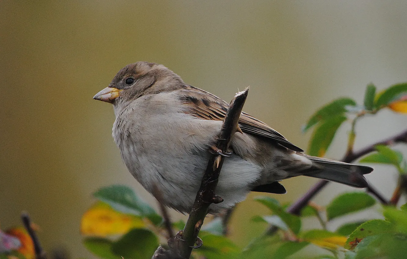 Photo wallpaper branches, nature, bird, foliage, Sparrow