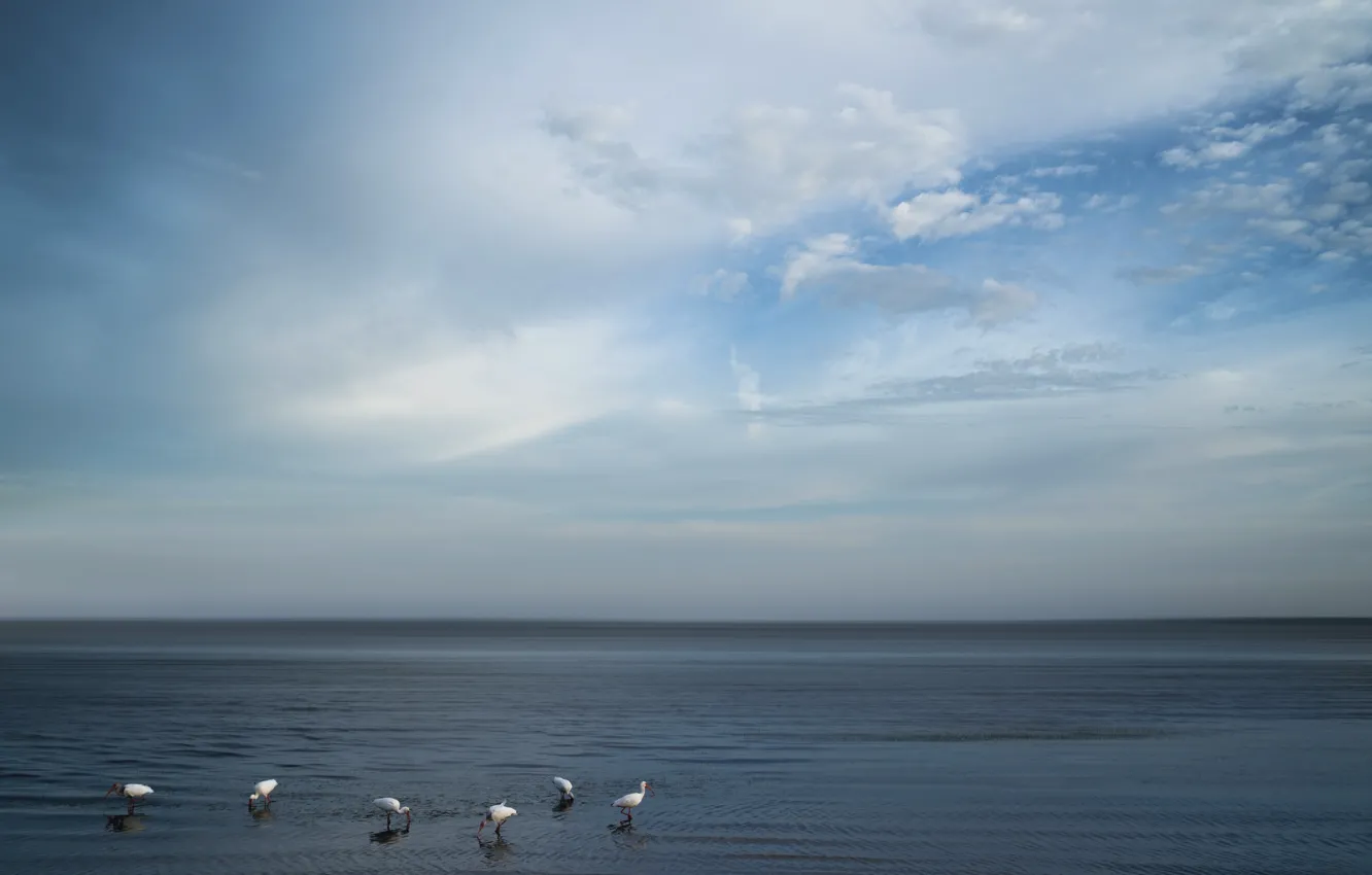 Photo wallpaper sea, the sky, birds
