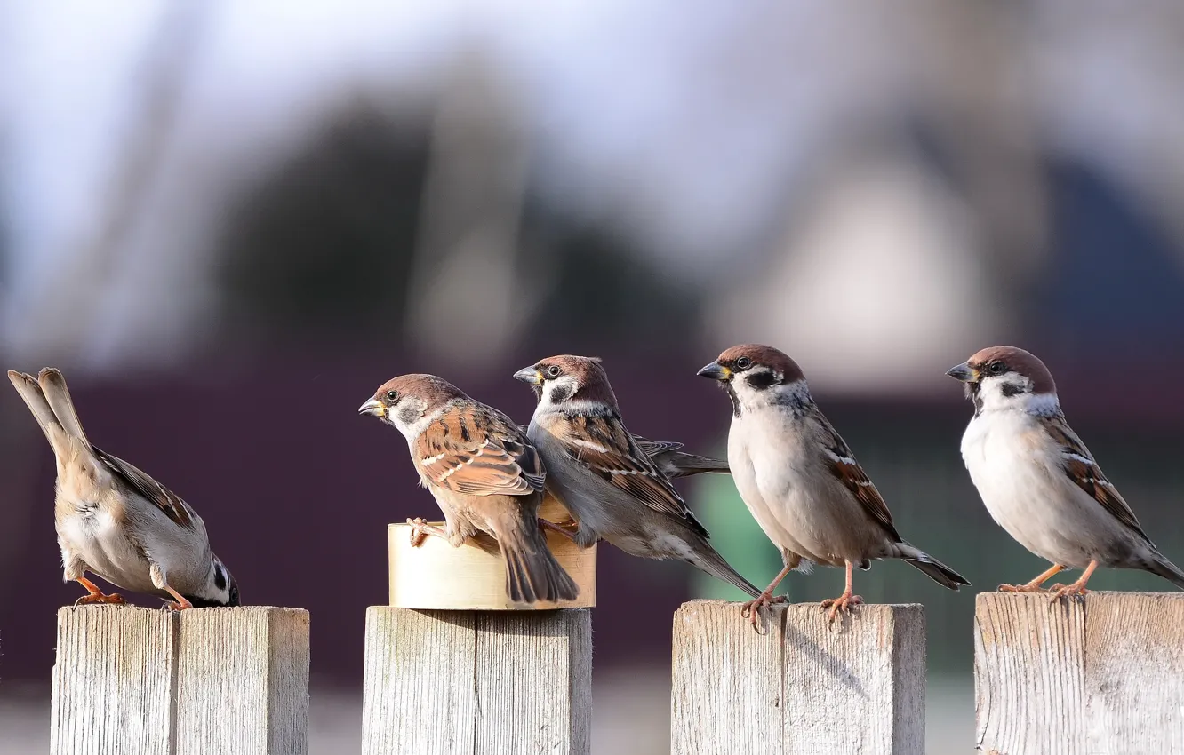 Photo wallpaper birds, pack, sparrows, look, turn