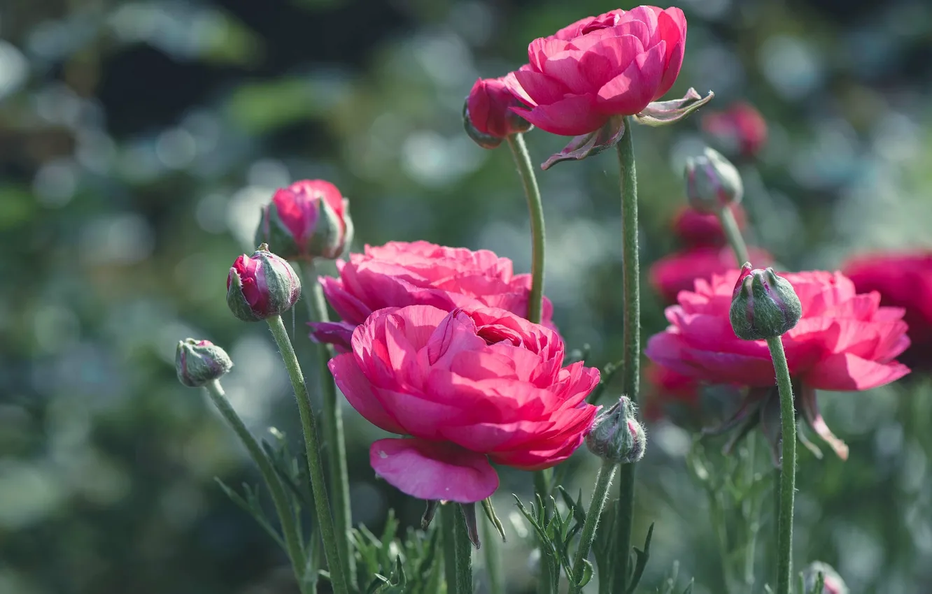 Photo wallpaper macro, buds, bokeh, Ranunculus