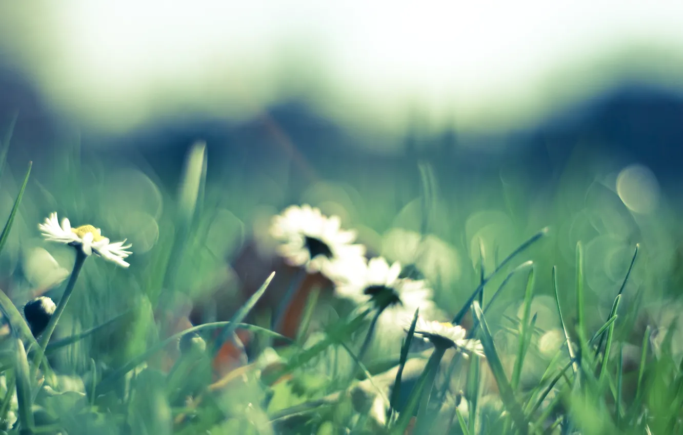 Photo wallpaper grass, macro, flowers, nature, green, glade, chamomile, spring