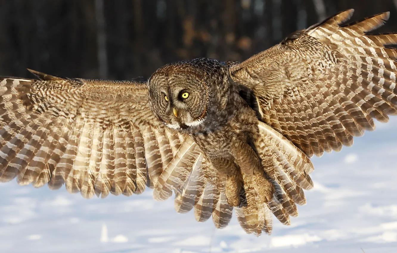 Photo wallpaper winter, eyes, snow, owl, wings