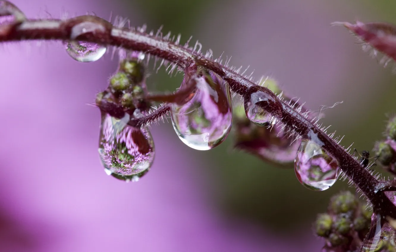Photo wallpaper drops, macro, stems