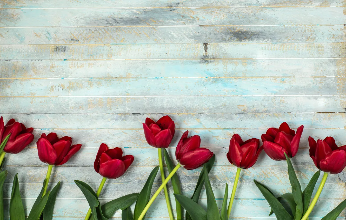 Photo wallpaper flowers, spring, tulips, red tulips