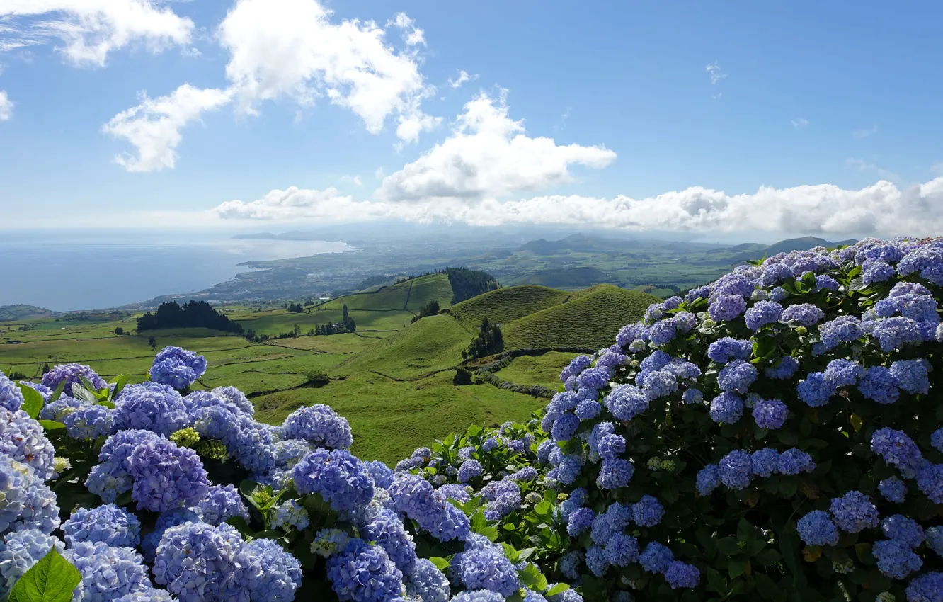 Photo wallpaper sea, field, summer, the sky, clouds, light, landscape, flowers