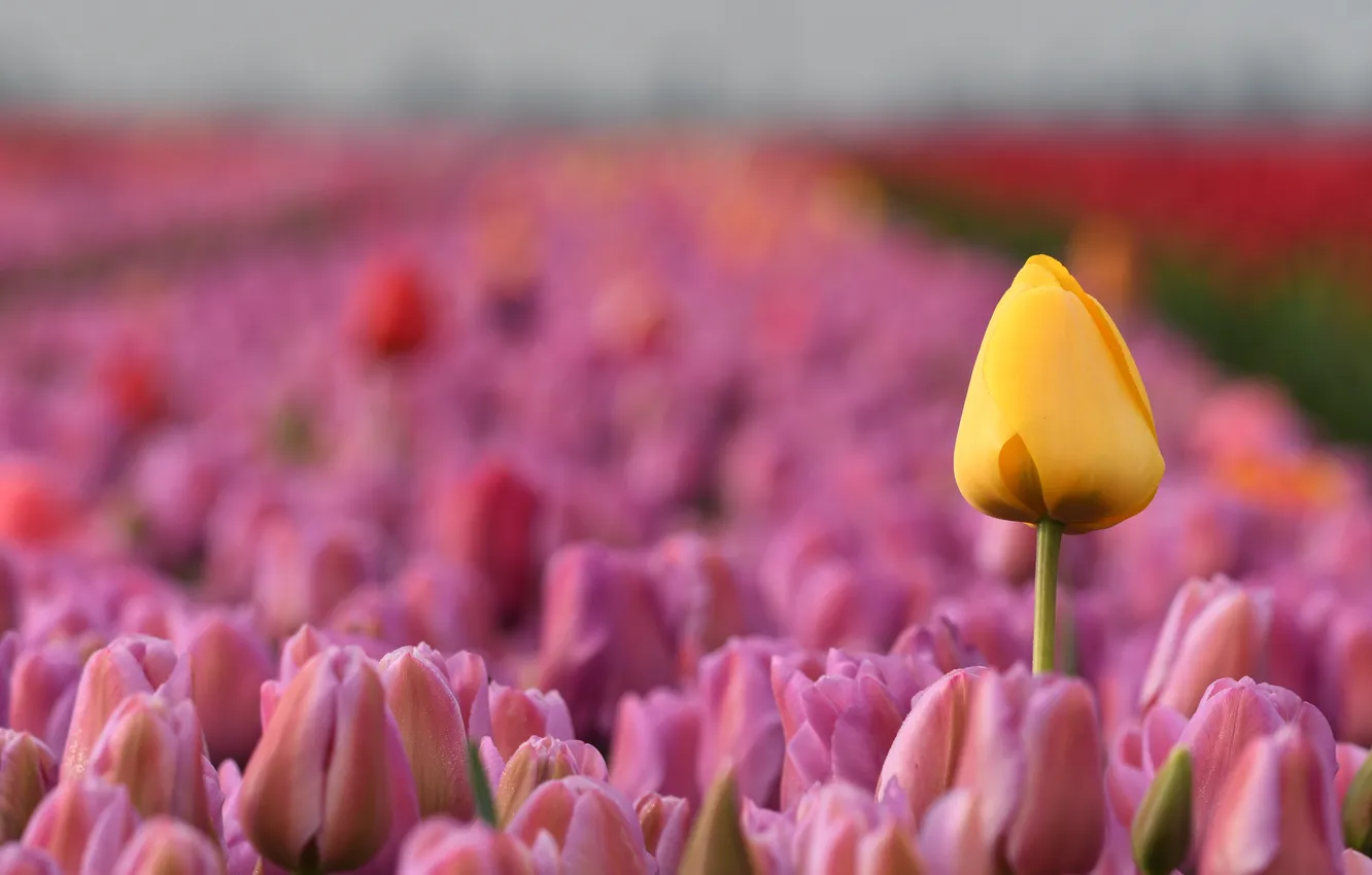 Photo wallpaper field, flowers, yellow, spring, tulips, pink, bokeh, blurred background