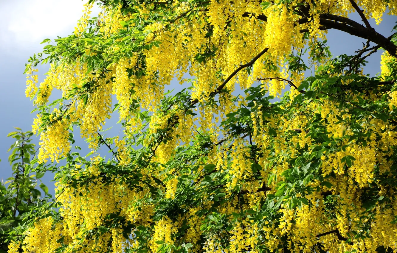 Photo wallpaper spring, acacia, cvetelina