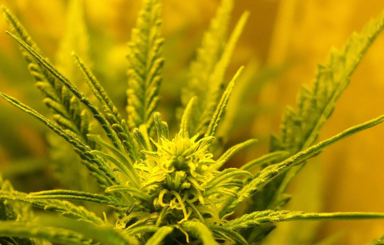Photo wallpaper flower, weed, cannabis, weed, shag