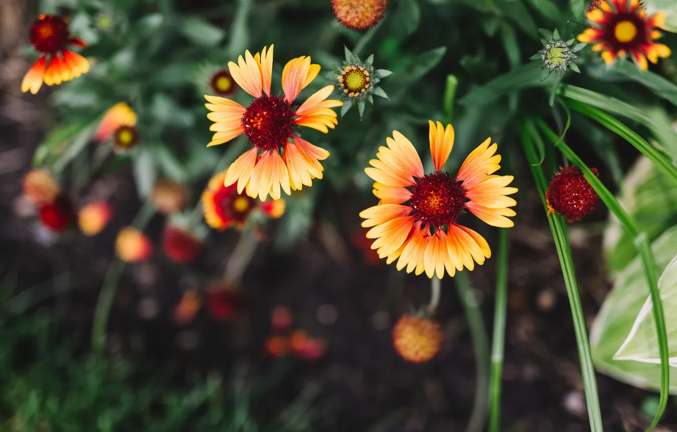 Photo wallpaper flowers, yellow, petals
