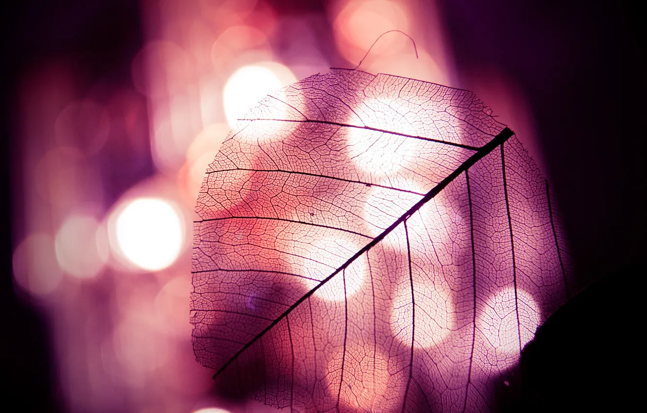 Photo wallpaper lights, wings, insect, photosynthesis