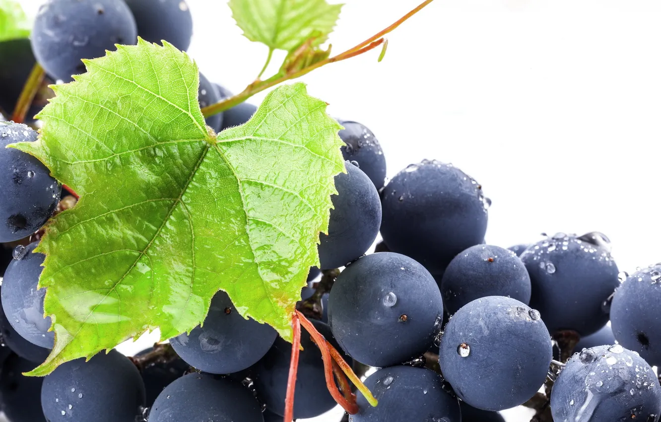 Photo wallpaper leaves, drops, blue, Rosa, berries, black, berry, grapes