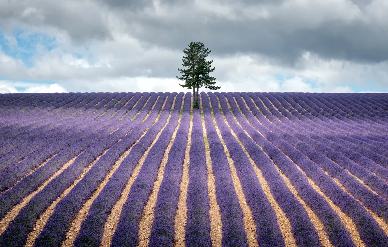 Photo wallpaper landscape, nature, tree, lavender