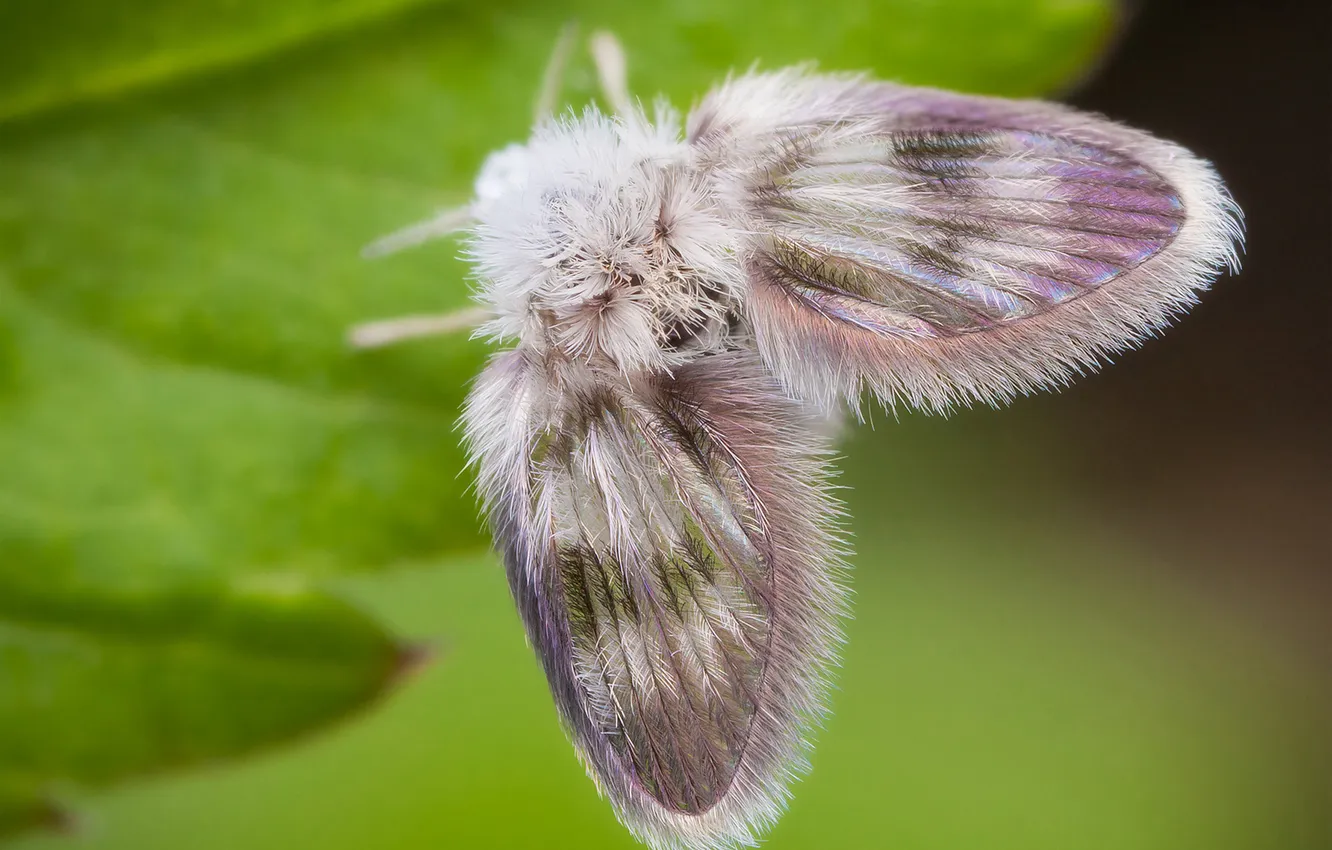 Photo wallpaper leaves, butterfly, fluffy, moth