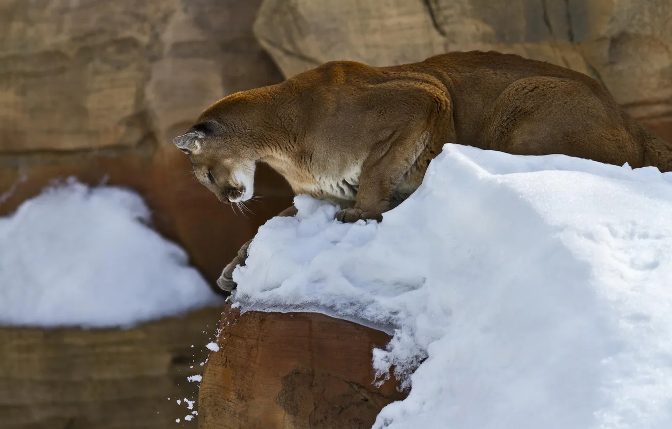 Photo wallpaper snow, rocks, Puma, hunter, dangerous