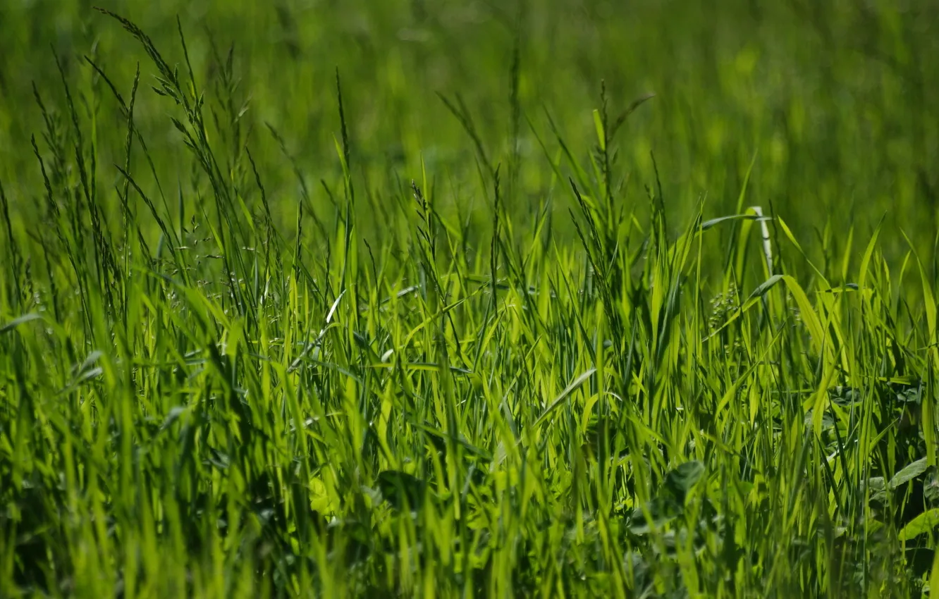 Wallpaper Greens Summer Grass Nature Photo Spring Green Macro