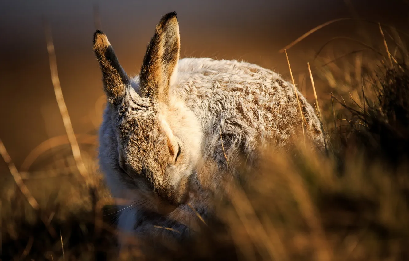 Photo wallpaper macro, nature, hare