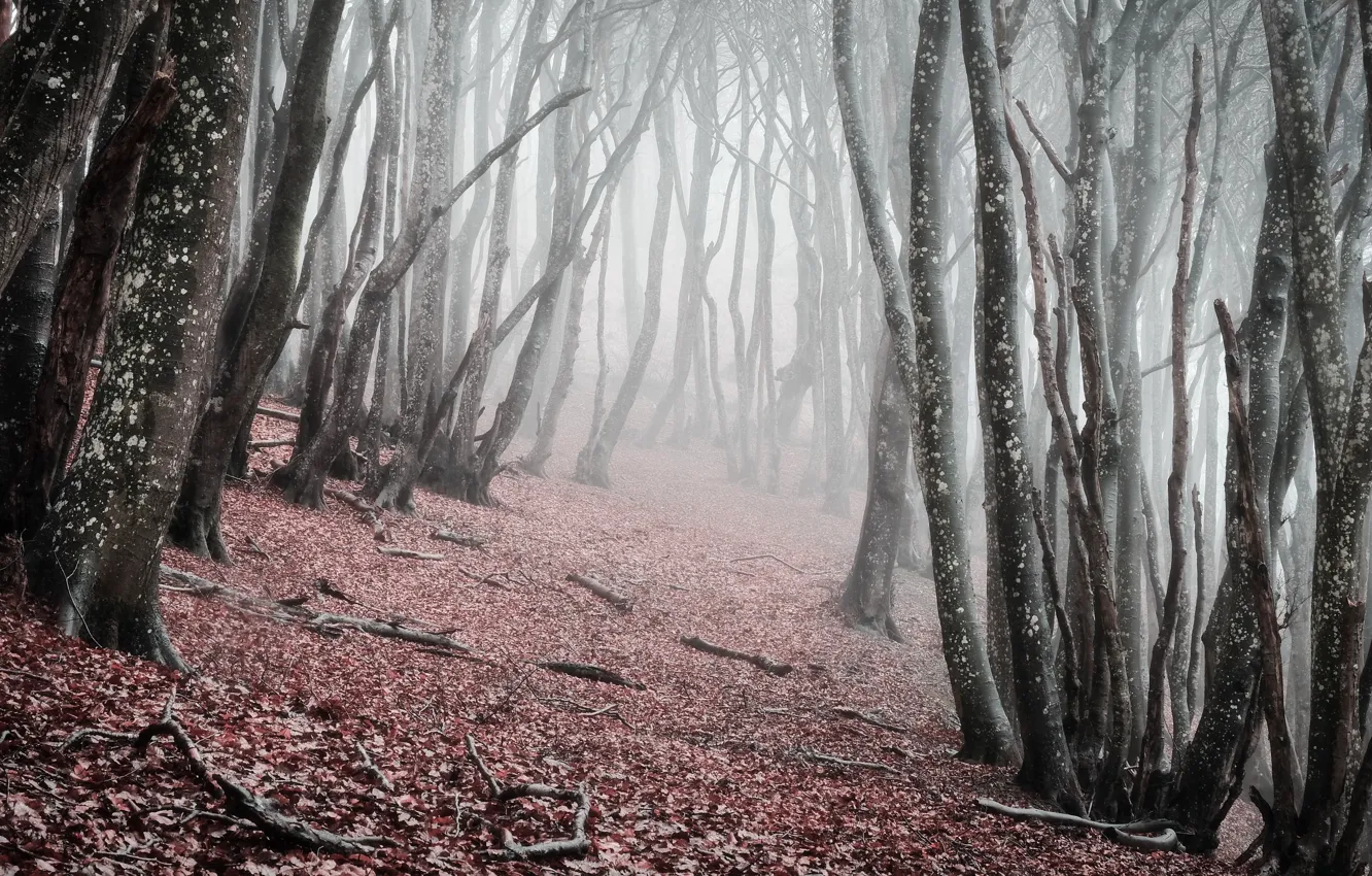 Photo wallpaper trees, nature, fog