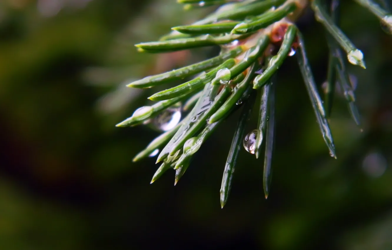 Photo wallpaper drops, macro, spruce