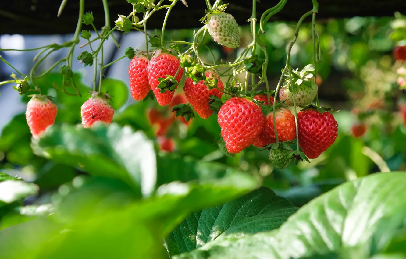 Photo wallpaper summer, berries, background, Wallpaper, food, berry, food, strawberry