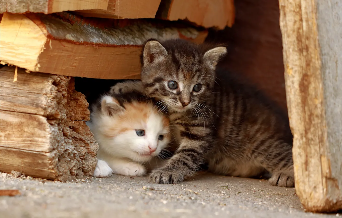 Photo wallpaper cat, look, pose, kitty, face, a couple, two kittens