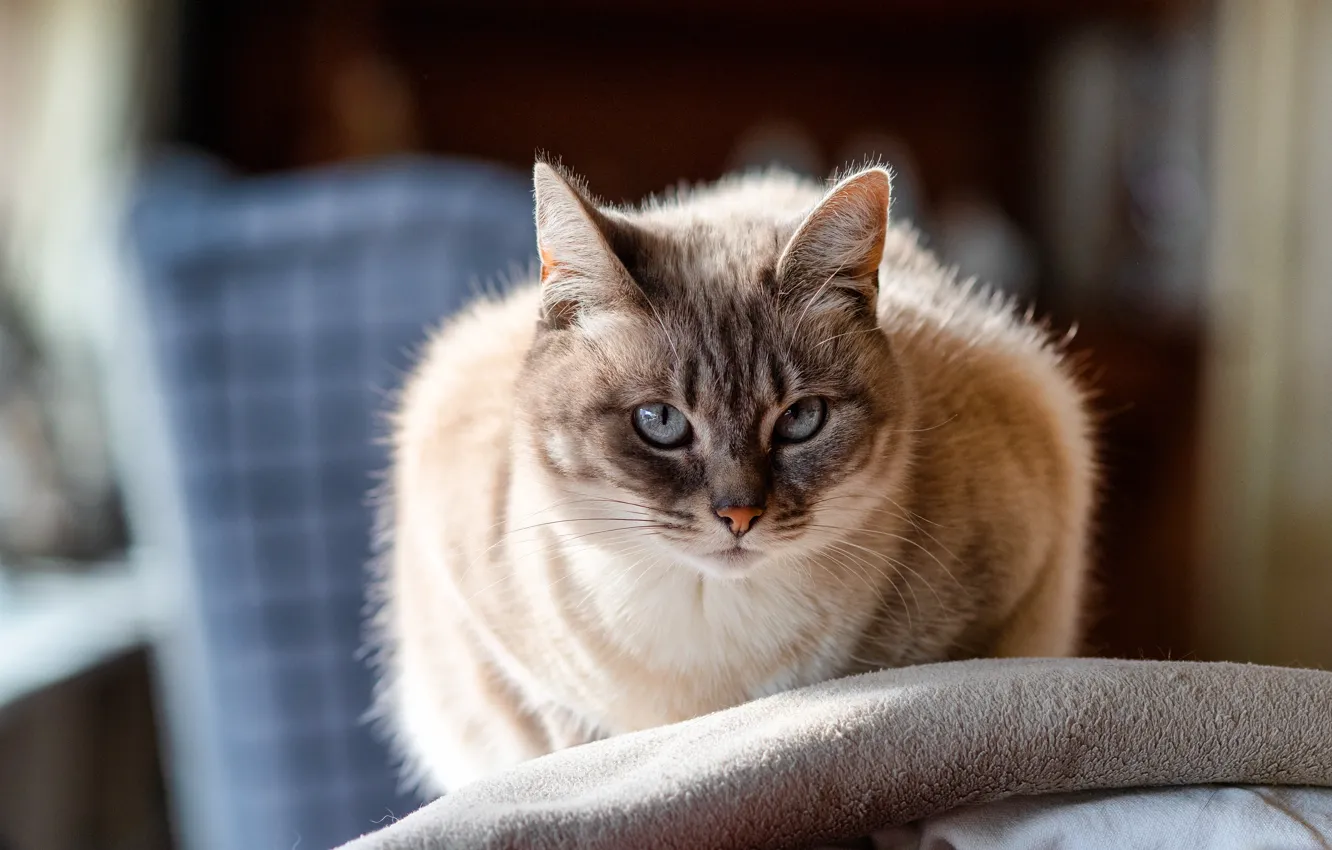 Photo wallpaper cat, cat, look, background, room, blue eyes, color-point, Ragdoll
